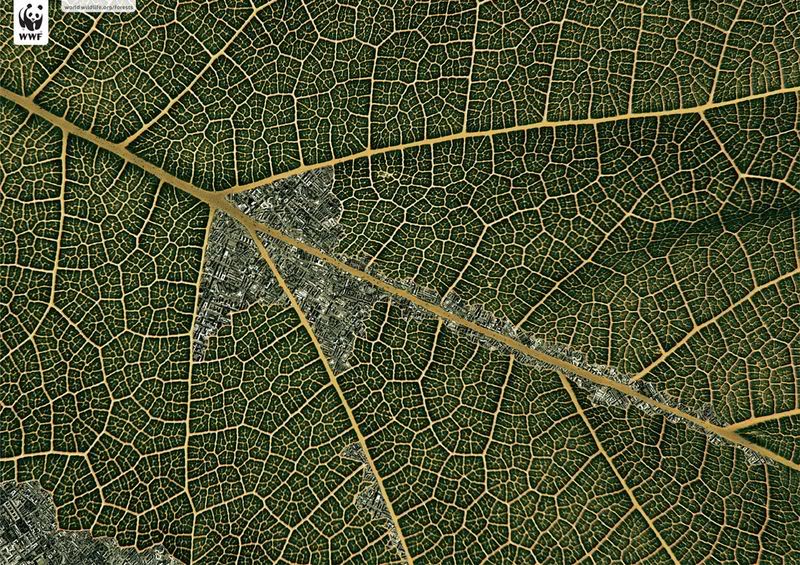 wwf_18